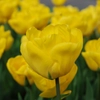 Tulipes jaunes