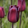 Tulipes noires