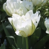 Tulipes blanches
