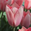 Tulipes roses