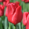 Tulipes rouges