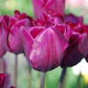 Tulipes violettes
