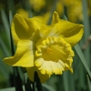 Narcisses