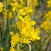 Jonquilles