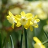 Narcisses sauvages