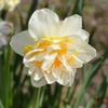 Narcisses doubles