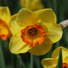 Narcisses grandes fleurs