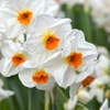 Narcisses pluriflores