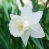 Narcisses blancs