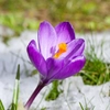 Crocus
