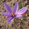 Crocus d'automne