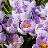 Crocus vernus