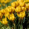Crocus sauvages