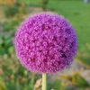 Alliums