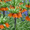 Fritillaires