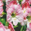 Amaryllis