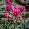 Cyclamens