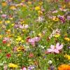 Graines de fleurs
