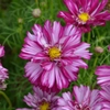 Cosmos