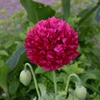 Pavots