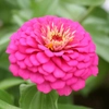 Graines de zinnia