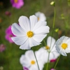 Fleurs blanches