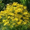 Fleurs jaunes