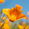 Fleurs orange