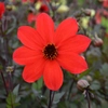 Fleurs rouges