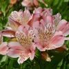 Fleurs roses