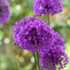 Fleurs violettes