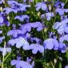 Fleurs bleues