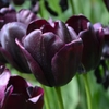 Fleurs noires