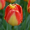 Fleurs bicolores