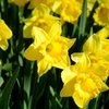 Fleurs de printemps