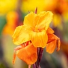Fleurs d'été