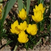 Fleurs d'automne