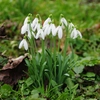 Fleurs d'hiver