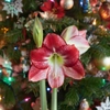 Fleurs pour Noël