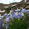 Fleurs de montagne