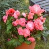 Fleurs d'ombre