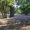 Fleurs de sous-bois