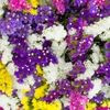 Fleurs à sécher