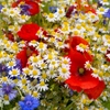 Fleurs sauvages