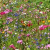 Prairies fleuries