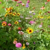 Fleurs mellifères