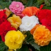 Bégonias