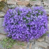 Campanules
