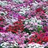 Dianthus