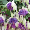 Fuchsias